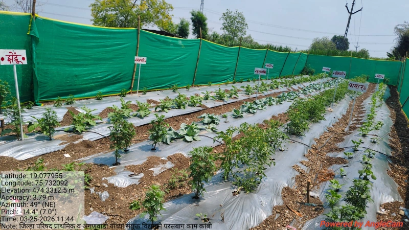 मुख्यमंत्री समृद्ध पंचायतराज अभियानांतर्गत परसबाग उपक्रम राबविण्यात आला
